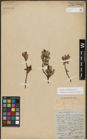 Foto von Salix triandra subsp. amygdalina (L.) Schübl. & G. Martens